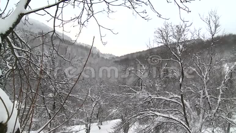 美丽的冬季景观与森林视频的预览图