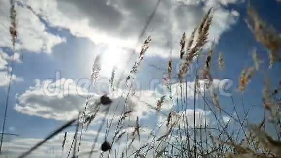 天空蓝秋自然树背景下田野里寂寞的草干了视频的预览图