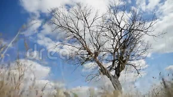 田野里寂寞的干草在树上一片蓝天秋天的自然背景视频的预览图