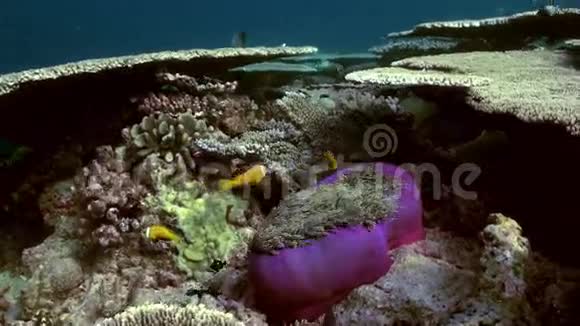 海葵和小丑鱼马尔代夫视频的预览图