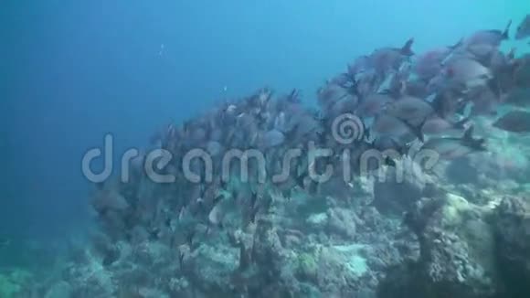 热带鱼在珊瑚礁上成群寻找食物视频的预览图