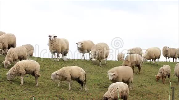春天一群白羊视频的预览图