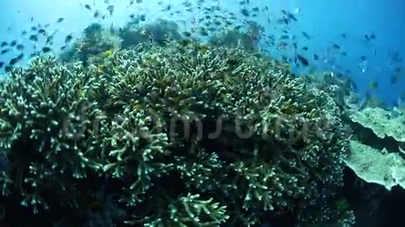 热带太平洋的育礁鱼和珊瑚视频的预览图