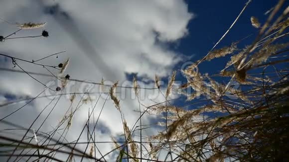 田野里寂寞的干草在蓝天秋色的背景树上视频的预览图
