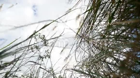 蓝天秋色自然树背景下田野里寂寞的干草视频的预览图