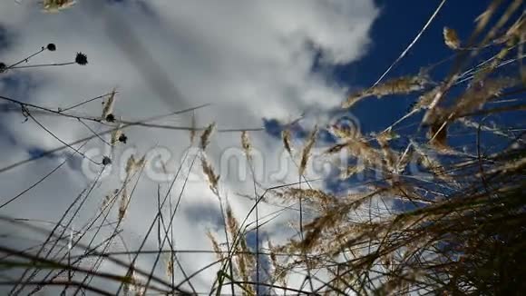 田野里孤独的干草在蓝树的背景下秋天的自然视频的预览图