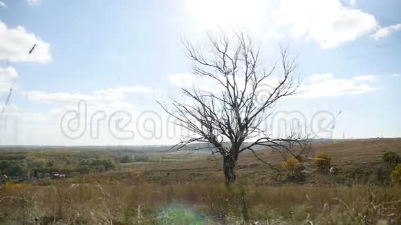 干燥的树在田野里孤独的背景下蓝天秋天的自然视频的预览图