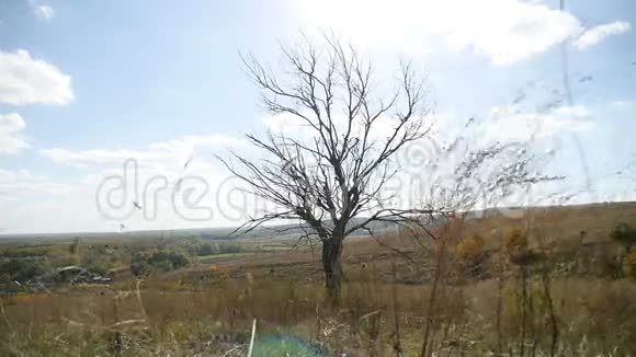 田野里干燥寂寞的树在蓝天秋色的背景下视频的预览图