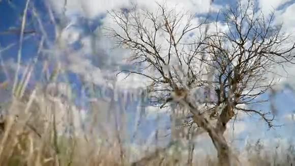 田野干草寂寞在田野的树上一片蓝天秋天的大自然视频的预览图