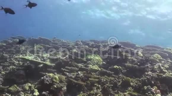珊瑚礁的水下景观马尔代夫视频的预览图