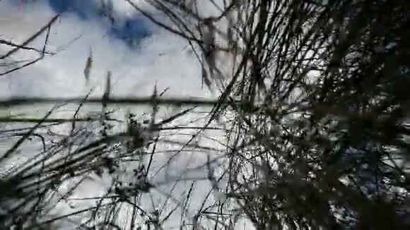 蓝天秋树自然背景下田野里寂寞的干草视频的预览图