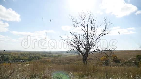 干燥寂寞的田野树上蓝蓝的天空秋天的大自然视频的预览图