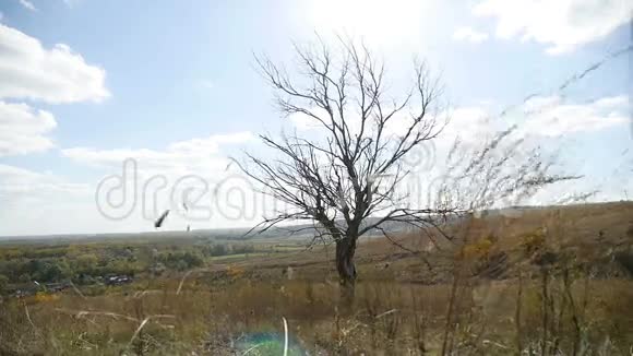 干旱寂寞的田野在树上一片蓝天秋天的自然背景视频的预览图