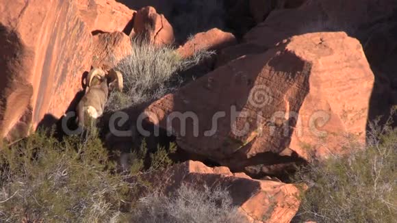 沙漠大角羊在红岩上视频的预览图