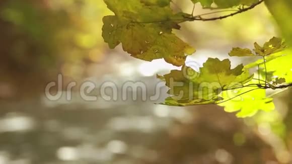 秋天的景象森林里有路视频的预览图