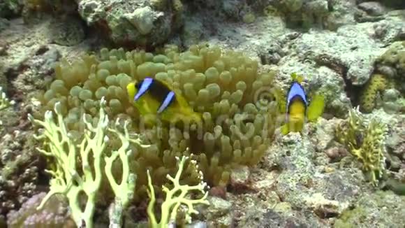 珊瑚礁上的小丑鱼视频的预览图
