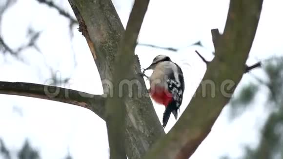 鸟红色羽毛啄木鸟敲野生木鸟视频的预览图