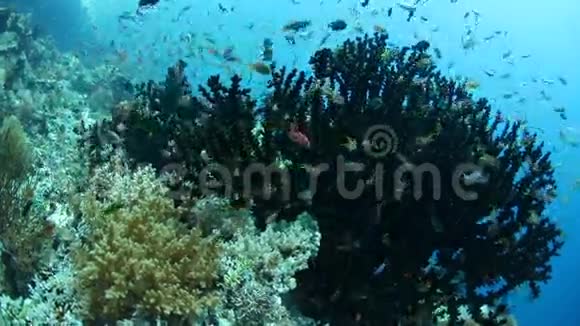 热带太平洋鱼和珊瑚视频的预览图