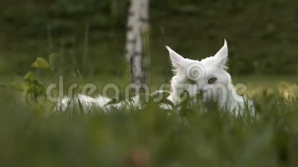 白缅因猫猫女座草地视频的预览图