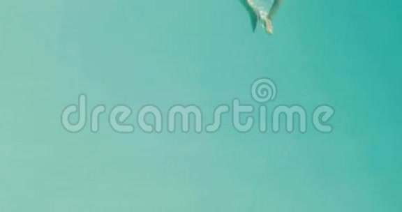 漂亮的黑发女人潜入游泳池视频的预览图