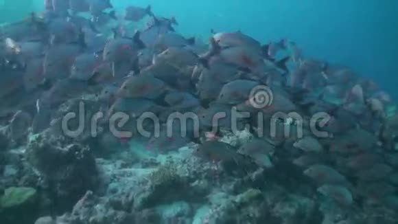 热带鱼在珊瑚礁上成群寻找食物视频的预览图