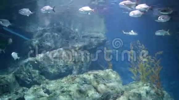 珊瑚中的鱼类水下世界视频的预览图