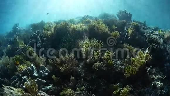 阳光灿烂的珊瑚礁视频的预览图
