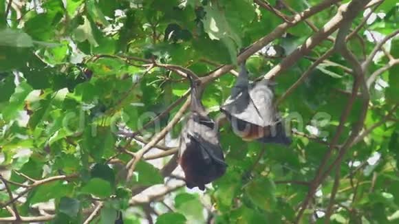 飞狐挂在树枝上洗衣服视频的预览图