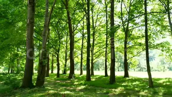 美丽的绿色夏日森林景观自然夏天的森林和草地视频的预览图