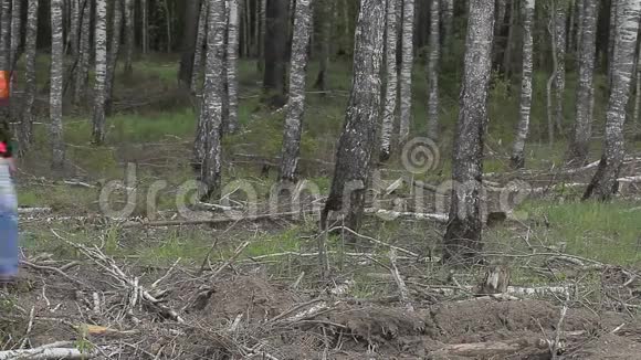 森林工程师带着手机在树林里视频的预览图