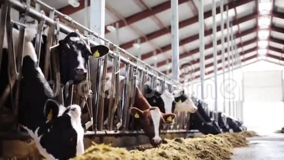 奶牛场的奶牛场吃干草视频的预览图