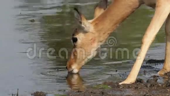 黑斑羚饮视频的预览图