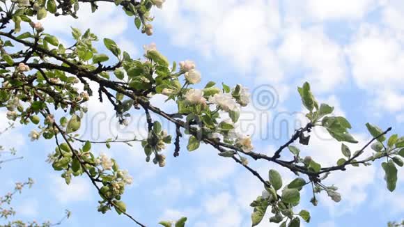 苹果树树枝开花视频的预览图