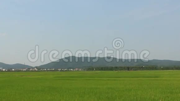 稻田风光在风中摇曳视频的预览图