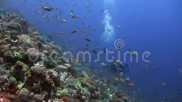 海洋中的珊瑚礁和潜水员的彩色鱼类学校视频的预览图