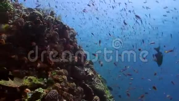 海洋暗礁上五颜六色的鱼的流派视频的预览图