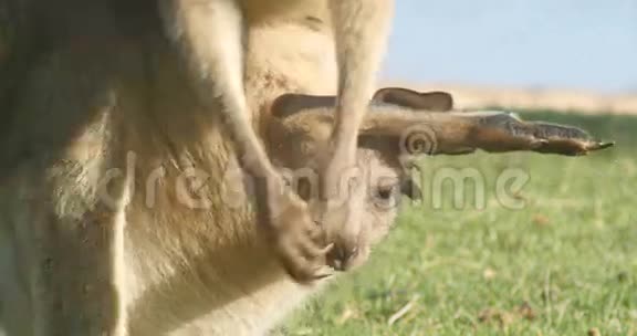 乔伊袋鼠瓦拉比有袋动物澳大利亚视频的预览图