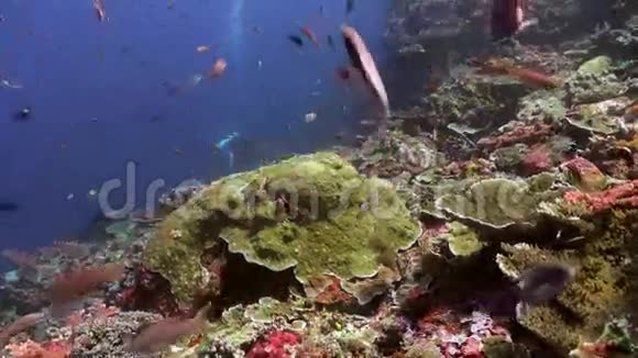 海洋暗礁上五颜六色的鱼的流派视频的预览图
