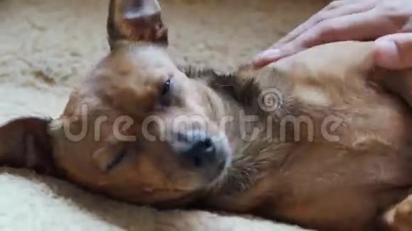 一只小猎犬的肖像4UHDK视频的预览图