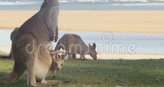 母亲和乔伊袋鼠袋鼠袋动物澳大利亚视频的预览图