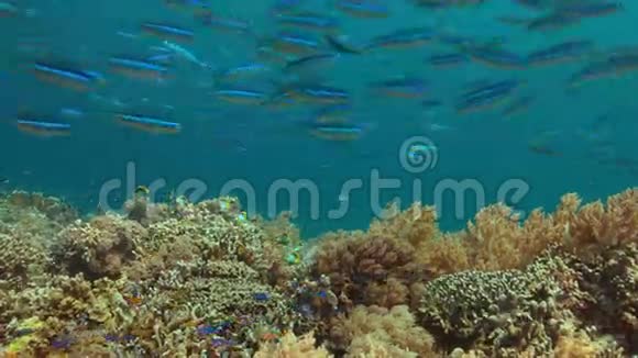 五颜六色的珊瑚礁丰富的鱼4k视频的预览图