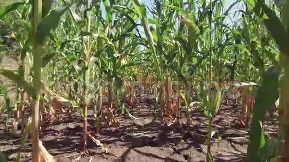 玉米地玉米农场稳定性美国自然视频美国运动玉米农场视频的预览图