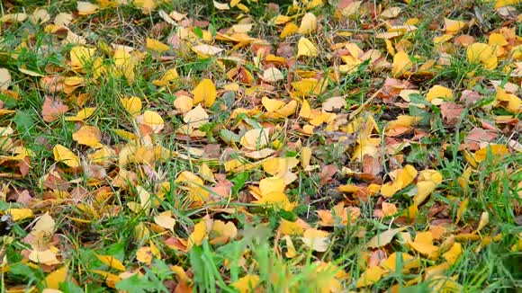 秋天黄叶卧在绿草上视频的预览图