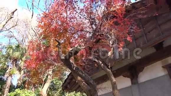 日本东京公园的秋树视频的预览图