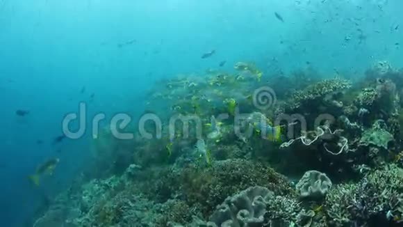 RajaAmpat珊瑚礁渔业学校视频的预览图