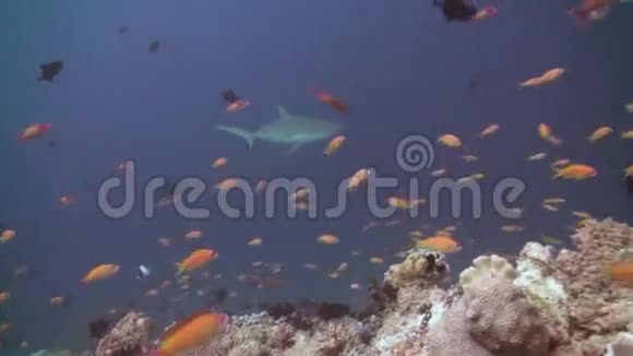 珊瑚礁上的热带鱼学校寻找食物视频的预览图