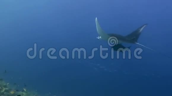 曼塔雷在蓝色海洋里游泳海洋生物视频的预览图