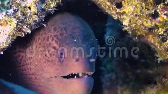 珊瑚礁里的莫雷艾尔近距离射击马尔代夫视频的预览图