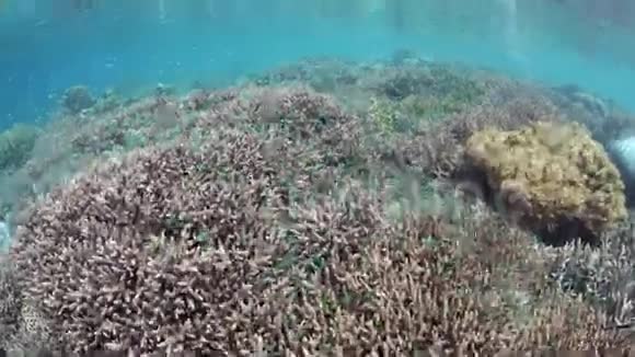 拉贾安帕特的大坝和珊瑚礁视频的预览图