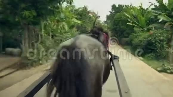 动物马柬埔寨视频的预览图